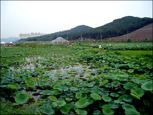 연꽃농장, 중국에서 연꽃을 들여와 이 지역을 연성이라 불렀다 한다.