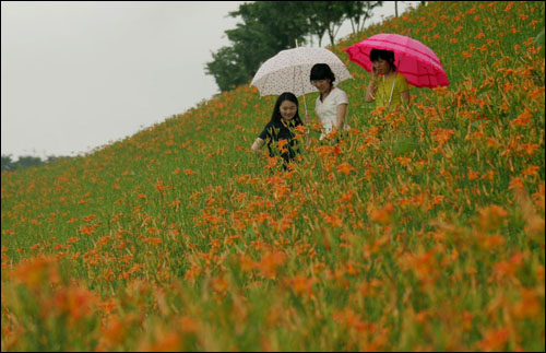 우산을 받쳐 든 여인들이 구례 서시천 둔치에서 활짝 핀 원추리꽃을 감상하고 있다.