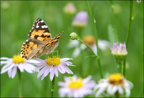 아름다운 꽃을 피운 벌개미취와 나비. 구례군농업기술센터 내 야생화학습원에서 만난 풍경이다. 