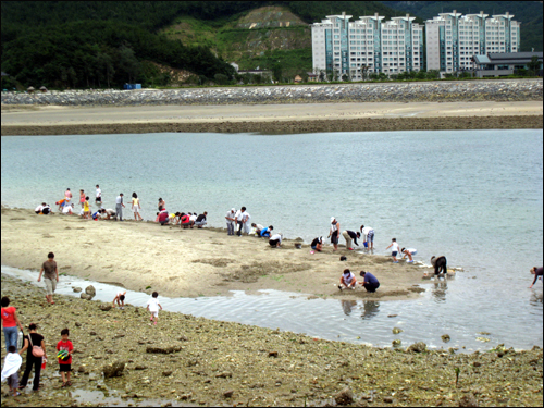 신진대교와 인접한 바닷가에서는 썰물 때를 이용해 조개캐기 체험도 할 수 있다. 뒤편에 보이는 건물은 태안비치CC.