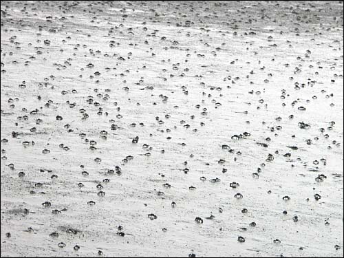 아산시의 마지막 바다 인주면 걸매리 해변.(물이 빠지자 광활하게 펼쳐진 갯벌에는 칡사리를 비롯한 다양한 생명체들이 모습을 드러냈다.)
