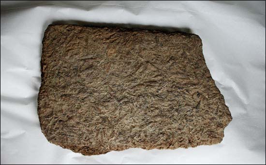 지난 17일 보도한 경남 사천 성방리 화석이 전문가들의 확인 결과 중생대 복족류 화석인 것으로 드러났다.