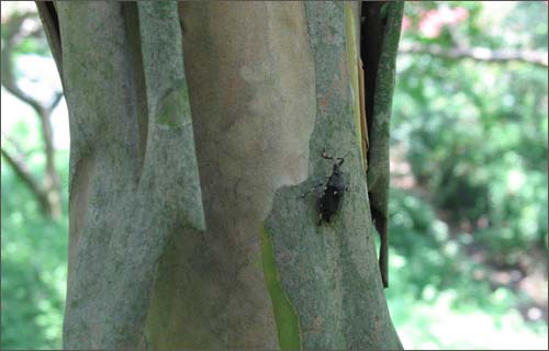 고목이 된 배롱나무 기둥. 곤충이 허물을 벗듯 오래된 껍질을 벗고 있다.