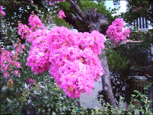화려한 모습의 배롱나무꽃