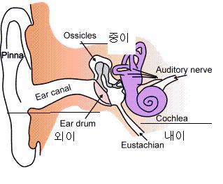 귀의 구조 