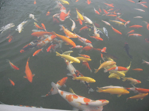 야외 대형 수족관의 물고기들...