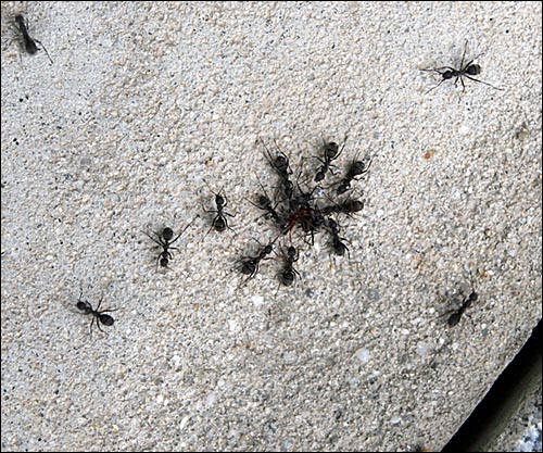 붉은개미 한 마리에 8마리의 검정개미가 싸움을 벌인다.