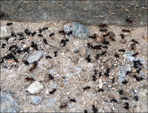 붉은개미와 검정개미가 전쟁을 벌이고 있다. 죽은 이들은 대부분 검정개미들이다.