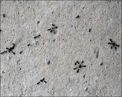 개미들이 곳곳에서 싸움을 벌이고 있다.