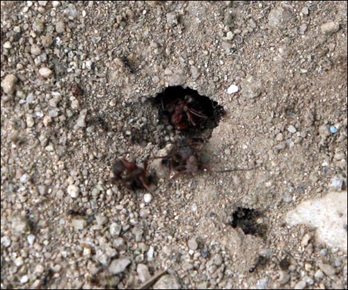 붉은개미들이 작은 개미들에게 끌려가고 있다.