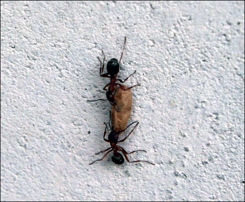개미유충을 끌고가는 붉은개미