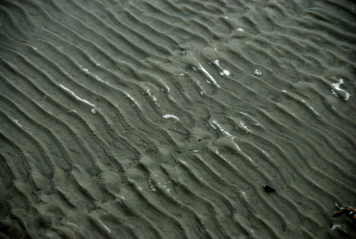 갯벌에 펼쳐진 물결의 연속된 무늬는 모래사막을 떠올리게 했다.