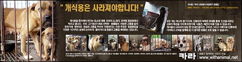 동물보호 시민단체 <카라>의 광고 캠페인