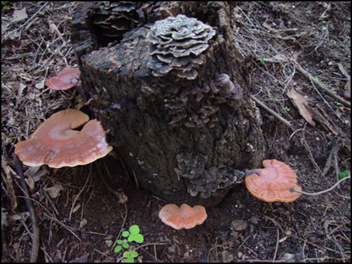 집사람이 소나기를 피해 숲속으로 들어섰다가 만난 영지버섯. 썩은 참나무 그루터기에서 자랐다. 