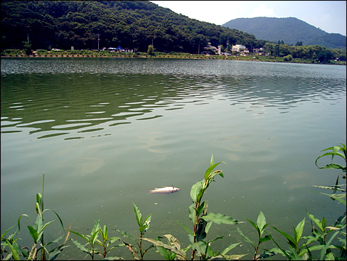 죽은 물고기가 저수지 위에 떠있다. 집중호우와 무더위로 물빛은 짙은 녹색이다.