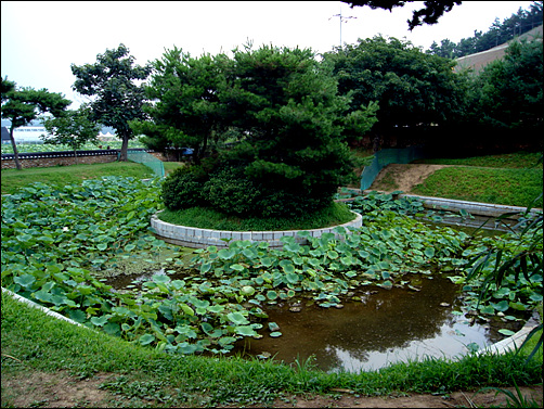 강희맹 선생이 연꽃씨를 중국에서 가져와 시험재배한 연못
