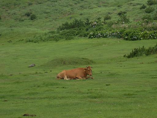 잔디 위에 누워 있는 황소...