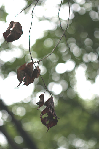 꺽인 가지에 붙어있던 나뭇잎, 단풍 한 번 들어보지도 못하고 돌아간다.