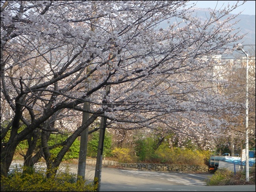 해운대 주민들에게 사랑받던 AID주공아파트 '벚꽃 축제' 다시 보기 어렵다