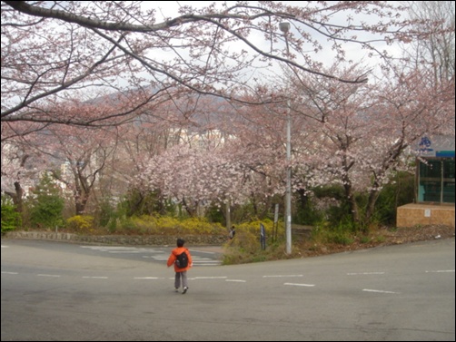 벚꽃나무들을 사정없이 베어버리는 AID주공 철거반들은 너무 무정하다