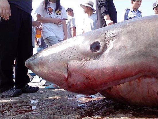 을왕리해수욕장에서 발견된 상어를 시민들이 유심히 살펴보고 있다