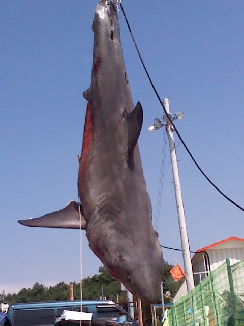 죽은 상어가 크레인에 의해 차량 위로 올려지고 있다