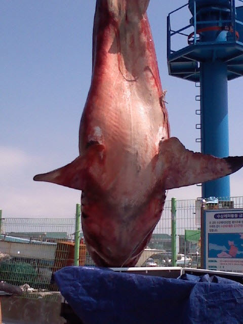 크레인으로 옮겨지고 있던 중 상어가 흘러내린 피로 살벌한 모습을 보이고 있다.