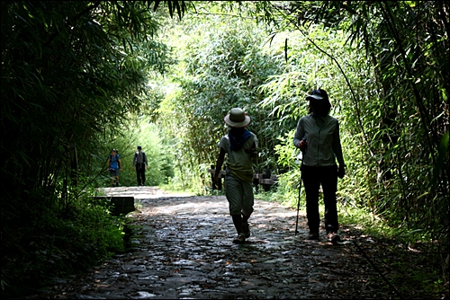 화엄사 계곡으로 들어서는 길. 대나무 숲길을 가로지르며 걸어간다.