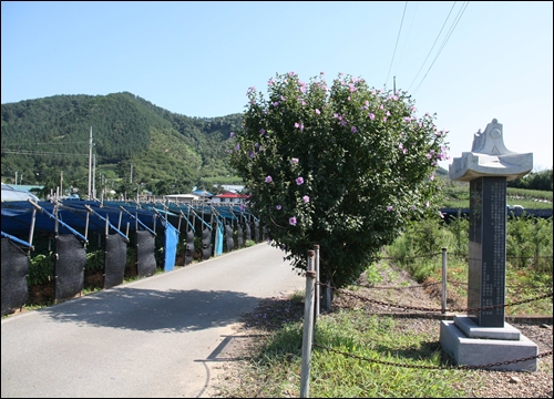 무궁화나무와 독립지사 기념비가 나란히 서있는 동구 밖 풍경