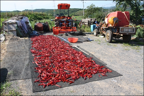 농기계들과 붉은 고추를 널어말리는 마을 공터 풍경