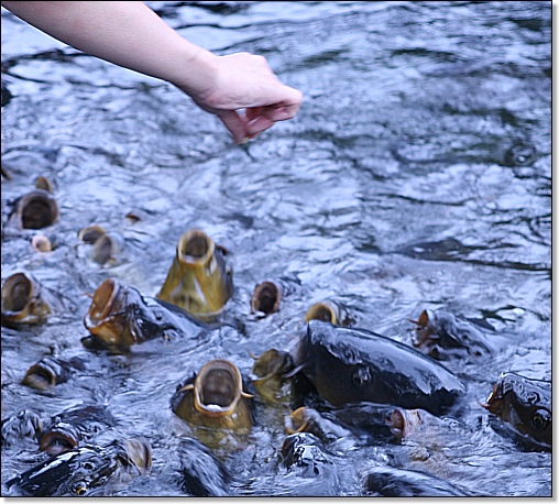 에도무라에서 유명한 연못인데 물고기 먹이를 사서 던져주면 수많은 물고기들이 달려드는 장면을 볼 수 있다. 