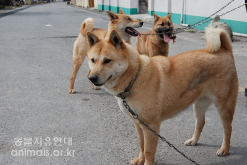  진도에서 만난 진도개들. 무의미한 순혈논쟁과 국가적 지원, 무분별한 애견산업의 확장으로 도태의 위기에 처해있다. 