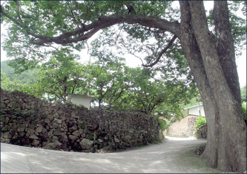 계월리 풍경. 500년 된 느티나무 아래로 돌담이 구불구불 이어진다.