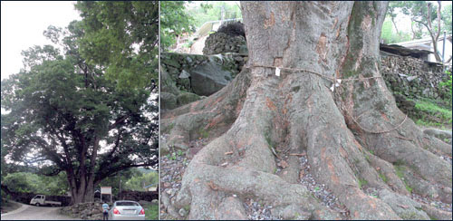 500년 된 느티나무와 금줄을 두르고 있는 나무 밑동.