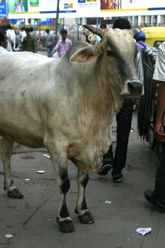 인도 사람들은 소를 신과 인간의 매개체, 즉 천사라고 생각한다. 그래서 인도에는 길거리를 거리낌 없이 돌아다니는 소를 흔히 볼 수 있다.