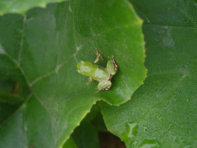 토란잎에 청개구리, 친환경농법의 가늠자