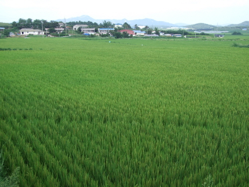 서부산업단지로 편입을 추진하고 있는 선장면 대흥3리.(이 마을은 논과 밭으로 둘러싸인 전형적인 농촌지역으로 고령의 농업인들이 농사를 짓고 있다.)