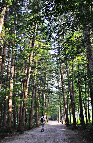 내소사 들어가는길 전나무 숲길이다. ‘아름다운 숲’과 ‘한국의 아름다운 길’에 선정되었다고도 한다. 