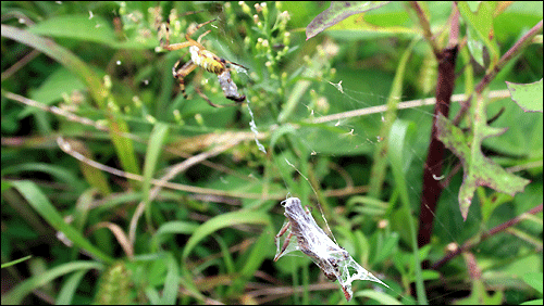 무당거미는 거미줄로 메뚜기를 꼼짝 못하게 꽁꽁 묶어놓고 잠시 자리를 이동합니다. 
