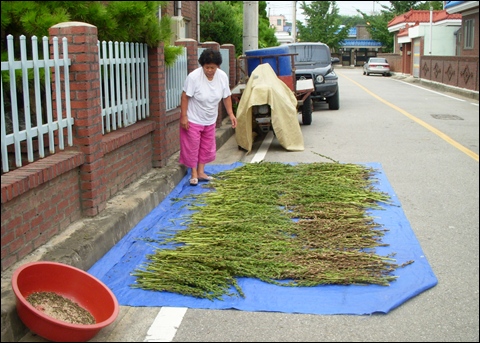  참깨를 말리는 아주머니. 평화로운 풍경인데, 자가용 앞의 경운기가 농촌임을 말해주고, 담 높이도 아주머니와 잘 비교된다.
