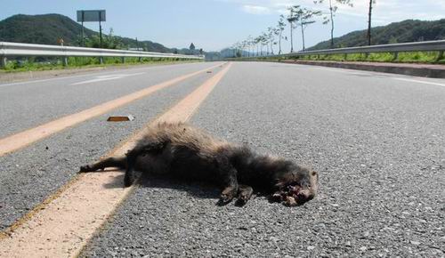 공주에서 부여로 가는 금강변 도로에서 무참히 로드 킬된 너구리 4대강 사업이 진행되는 동안 얼마나 많은 생명들이 죽어나갈까요? 