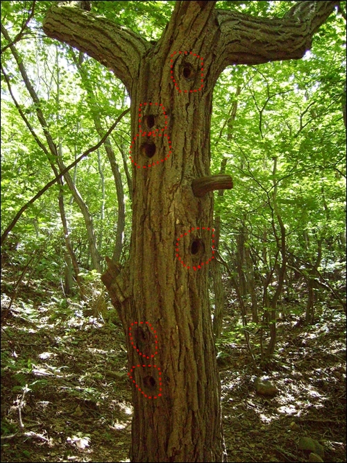 나무 한 줄기에 딱따구리 구멍(붉은 색 점선 안)이 여섯개나 있는 ' 딱따구리 아파트 나무'