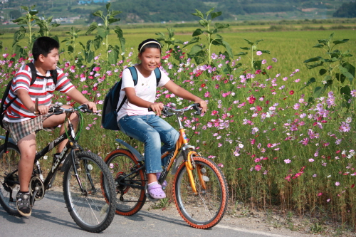 김다미(관기초 5학년)양과 최우진(관기초 5학년)군은 매일 코스모스를 보며 자전거로 학교를 통학한다.