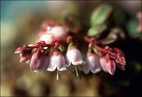 지리산에서 발견된 월귤나무의 꽃.