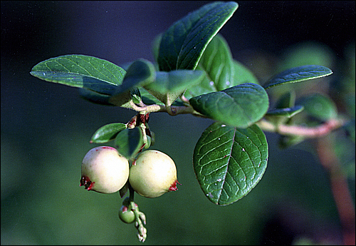 지리산에서 발견된 월귤나무의 열매.
