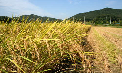 여주임금님표쌀로 유명한 여주쌀의 가을추수가 한창이다.