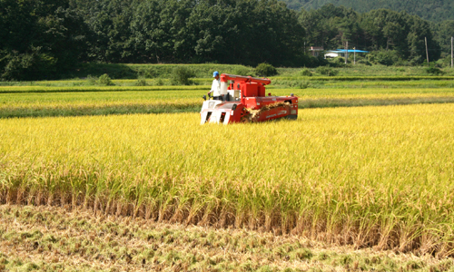 이곳에서 생산된 쌀은 여주임금님표 상표를 부착하고 높은 가격으로 유통된다.