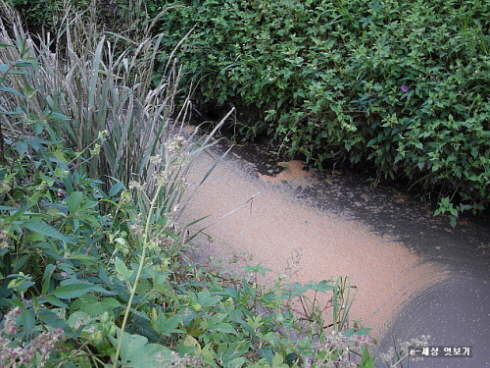 하수구를 빠져나온 물들이 내려가는 수풀 속에 물거품이 떠있다.