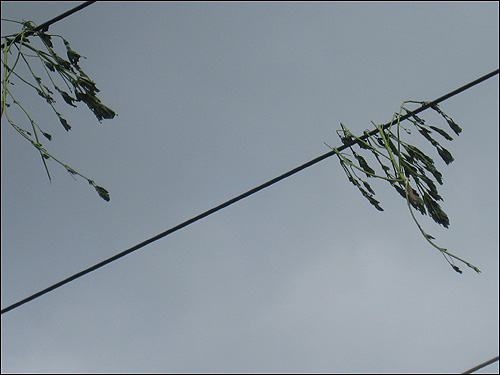 시설재배 하우스에서 자라던 농작물들이 돌풍을 타고 올라가 높은 전깃줄에 걸려있는 모습.