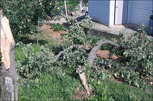 충남 예산군 오가면 분천리 과수농가의 사과나무들이 뿌리째 뽑히거나 부러져 있다.